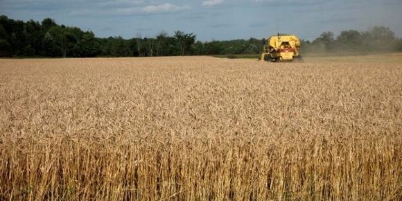 Algeria: Cereal crops have recently known remarkable growth in El Bayadh