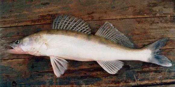 Inland fishing: Algerian pikeperch attracts interest of European markets