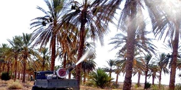 جني 4.7 ملايين قنطار من التمور هذا الموسم مدير المصالح الفلاحية ببسكرة ل"المساء"
