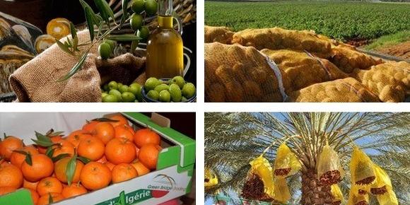 Algérie-Tout reste à faire :EXPORTATION DES PRODUITS AGRICOLES ALGERIENS