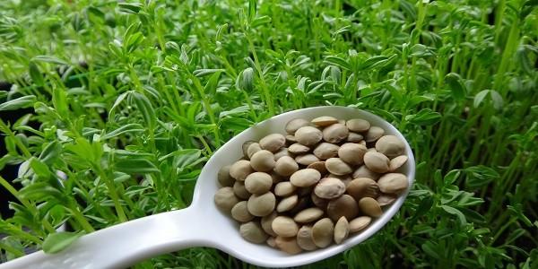 اختيار بلدية طافراوي لزراعة العدس في تجربة أولى من نوعها