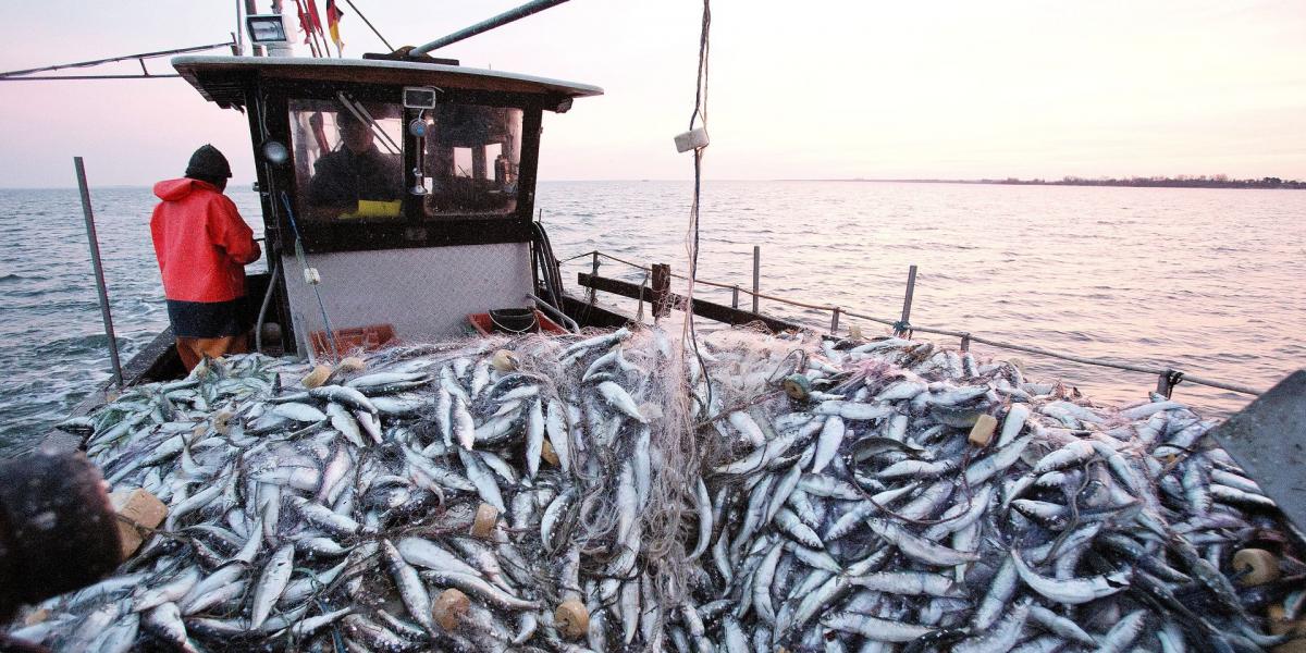Maroc : Pêche maritime, poursuite de la modernisation de la commercialisation