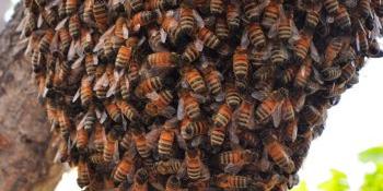 Nigeria:How Nigeria spends big on honey imports yet has few hands in lucrative sector